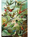 KS PUZZLE ART GALLERY HUMMINGBIRDS 1500pcs
