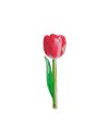ΣΕΛΙΔΟΔΕΙΚΤΗΣ IF FLOWER 16506 PINK TULIP